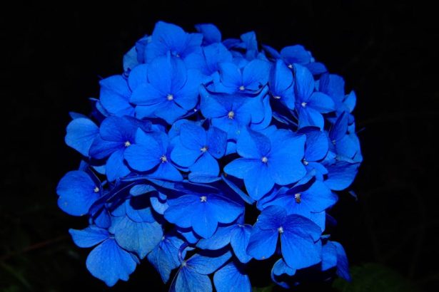 Azúrkék Kommelína titkai: Így bújik meg a kerted legjobb árnyékszövete a virágok között!