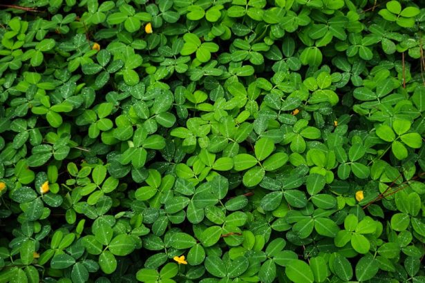 Hogyan kényeztesd a lóhere magokat, hogy zöld tengerben ússzanak a balkonodon?