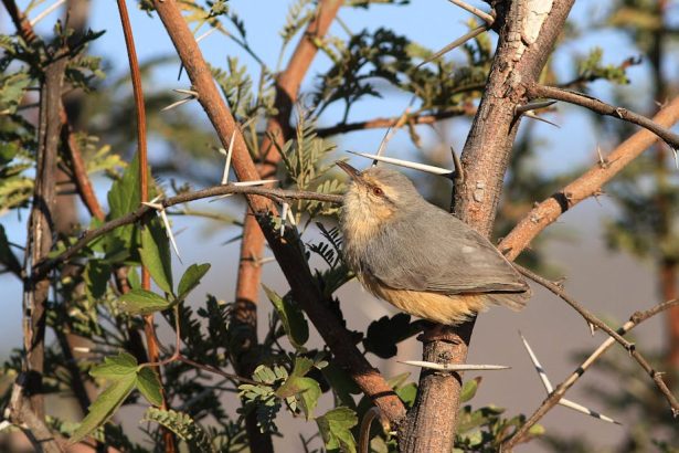 Átoktüske a kertben: miért nem az a „gyilkos” bokor, aminek hiszik?
