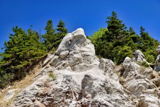 Gyorsan növő örökzöldek: miért nem mindig a sebesség a kert fenntarthatóságának záloga?