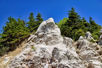 Gyorsan növő örökzöldek: miért nem mindig a sebesség a kert fenntarthatóságának záloga?