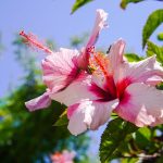 Hogyan csíráztassuk sikeresen a mocsári hibiszkusz magvait: lépésenkénti útmutató kezdőknek és haladóknak