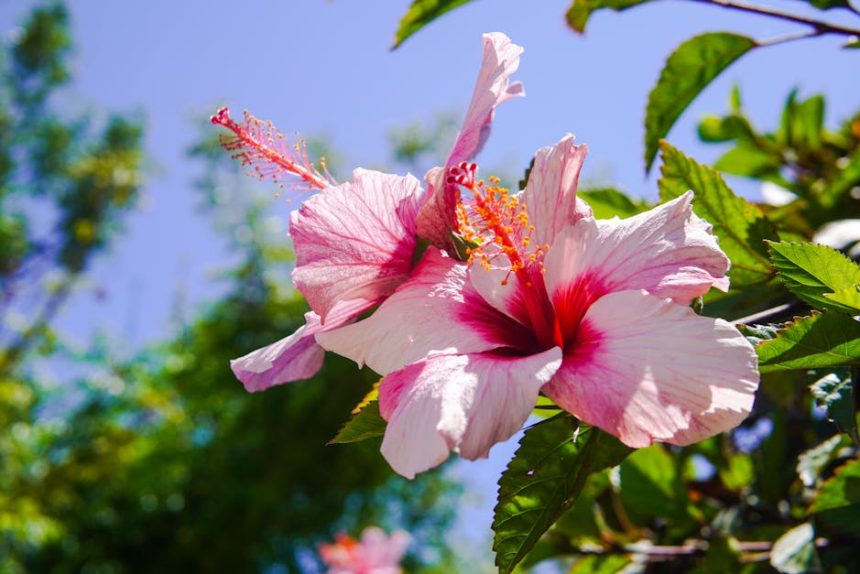 Hogyan csíráztassuk sikeresen a mocsári hibiszkusz magvait: lépésenkénti útmutató kezdőknek és haladóknak