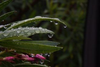 Leander metszés tapasztalatból: hogyan kerüld el a túl korai visszavágás hibáját a következő virágzás érdekében