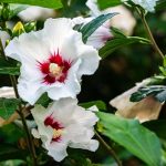 Mikor csapj le a mocsári hibiszkusz magjára? Íme a titkos időzítés, amit nem hagyhatsz ki!