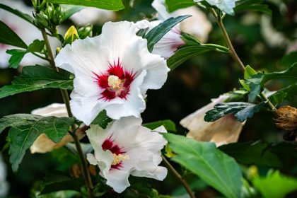 Mikor csapj le a mocsári hibiszkusz magjára? Íme a titkos időzítés, amit nem hagyhatsz ki!