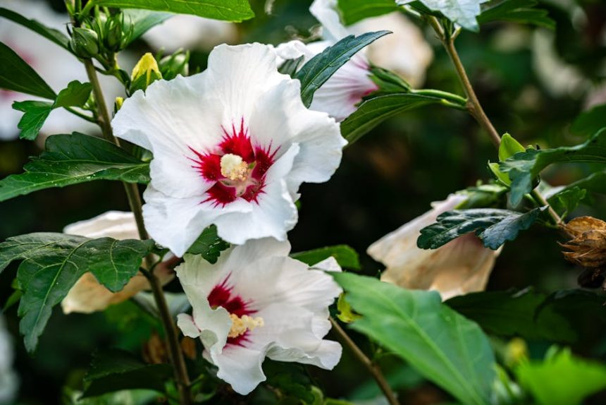 Mikor csapj le a mocsári hibiszkusz magjára? Íme a titkos időzítés, amit nem hagyhatsz ki!