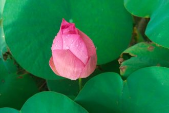 A lótuszmag nem csupán mítosz: lassú bölcsesség a vízinövények valódi növekedéséről