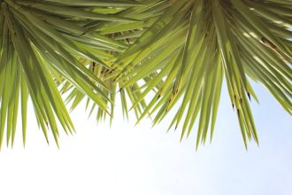 A yucca leveleinek sárgulása: Új kutatási eredmények alapján kidolgozott, gyakorlati lépések a tápanyag- és vízgazdálkodás optimalizálására