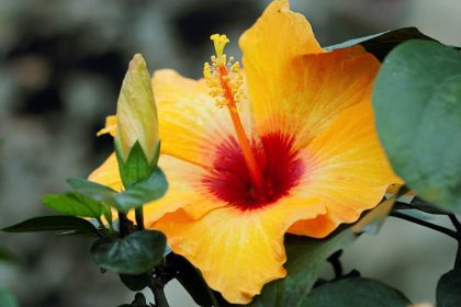 Mocsári hibiszkusz magról? Így születik új élet a vízparti szépségből, amit kevesen mernek kipróbálni!