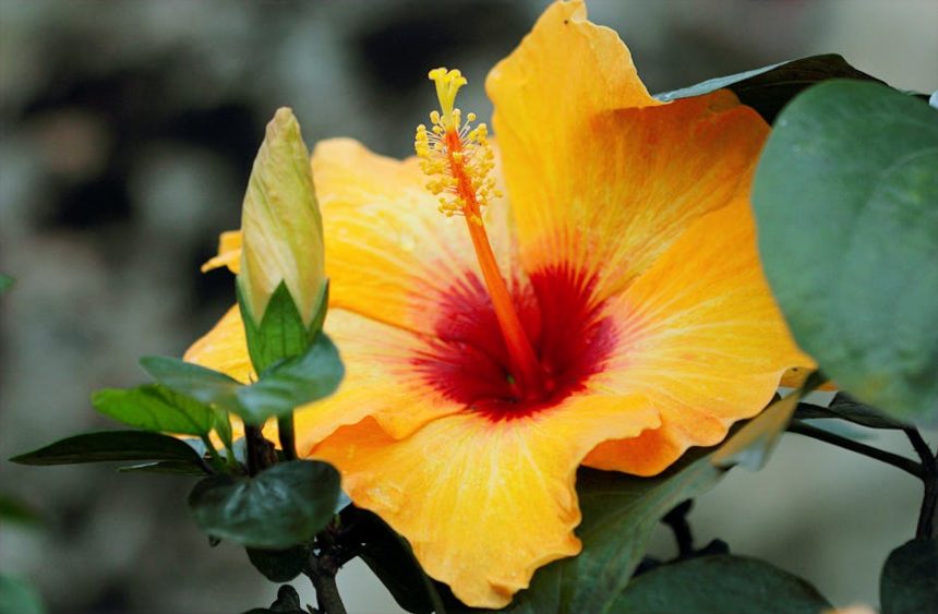 Mocsári hibiszkusz magról? Így születik új élet a vízparti szépségből, amit kevesen mernek kipróbálni!