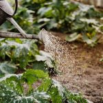 A nyári locsolás rejtett buktatói: miért árt a túlöntözés a kertednek a legnagyobb hőségben?