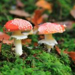 Mérgező növények a kertben: Miért nem minden érintés egyenlő a veszéllyel?