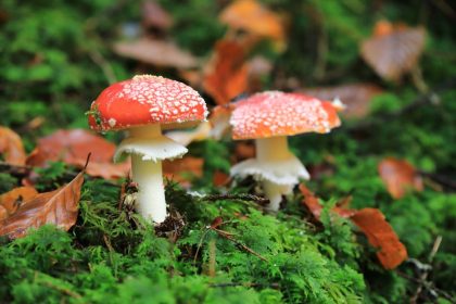 Mérgező növények a kertben: Miért nem minden érintés egyenlő a veszéllyel?