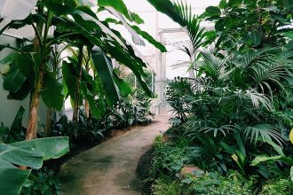 Tárnics a kertben: miért nem elég a napfény, és hogyan kerülheted el a leggyakoribb gondozási csapdákat?