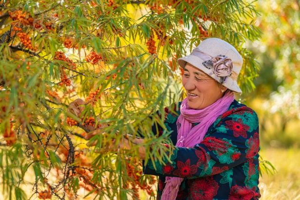 Homoktövis a kiskertben: Így varázsold saját kézzel a természet legélénkebb vitaminbombáját!