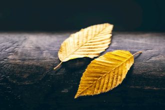 Lehullott lomb a kertben: hogyan válhat belőle a talaj legjobb barátja?