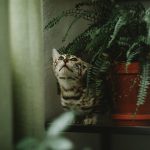 A szobapáfrány rejtett igénye: Miért döntő a talaj pH-értéke a hosszú távú egészséghez?