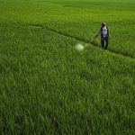 Hogyan kerüld el a gyomirtó buktatóit a kertedben? Egy egyszerű lépéssor a tudatos zöldítéshez