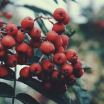 Amikor a galagonya nem barát: egy kávé mellett megosztott történet az ellenjavallatok árnyékáról