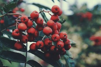 Amikor a galagonya nem barát: egy kávé mellett megosztott történet az ellenjavallatok árnyékáról