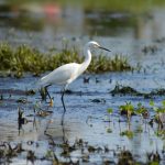 Mikor ültess mocsári hibiszkuszt? – Hogyan varázsolj otthonodba frissességet a megfelelő időzítéssel és gondoskodással