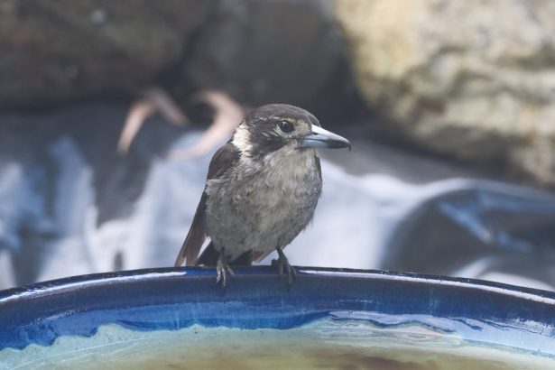 Harisgondozás apró buktatói: hogyan kerüljük el a túlöntözés csapdáját a kertben