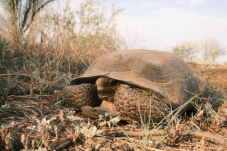 Hogyan lopakodik a kertedben a kúszó pázsitszulák? – Egy titok, amit a fűszálak mesélnek