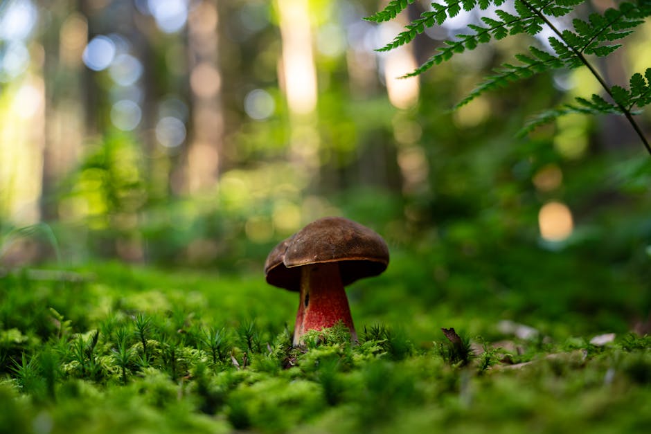 Ugye te is kíváncsi vagy, hogyan köszönt vissza a kakaslábfű a kertedben?