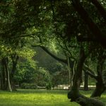 Sophora japonica: Az árnyék mestere, aki kerted új dimenzióját hozza el!