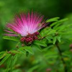 Nyári metszés a japán fűznél: mikor és hogyan őrizhetjük meg a fa természetes egyensúlyát?