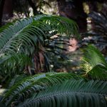 Az átoktüske árnyékában – egy évszázados kertészeti tanulság nyomában