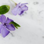 Völgycsillag titkai: Hogyan neveld otthonod árnyékos sarkának csillagát?