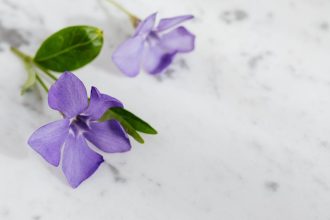 7 nélkülözhetetlen lépés a Völgycsillag neveléséhez – Így ne hagyd, hogy a kertedben csak ő csillogjon!