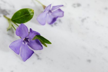 7 nélkülözhetetlen lépés a Völgycsillag neveléséhez – Így ne hagyd, hogy a kertedben csak ő csillogjon!