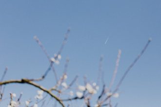 Mirigyes bálványfa: Gyors növekedés és ellenálló árnyéknövény lépésről lépésre