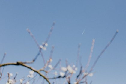 Mirigyes bálványfa: Gyors növekedés és ellenálló árnyéknövény lépésről lépésre