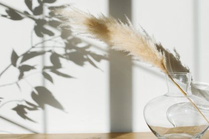 7 tuti trükk, hogy ne legyen pampafű-dráma a kertedben – avagy mit csinálj, ha a pampafű közepe úgy szárad, mint a kutyám a nyári sétán!