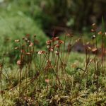 Tőzegmohák a kert alkimistái: Így védik a természet titkos ökoláncait!