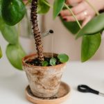 Hogyan spórolj litereket naponta? Csepegtető öntözés a kerted vízforradalma!