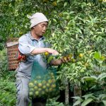 Az őszi gyümölcsmetszés és lemosó permetezés nyugodt ritmusa: tapasztalatokkal vezérelt lépések a fa egészségéért