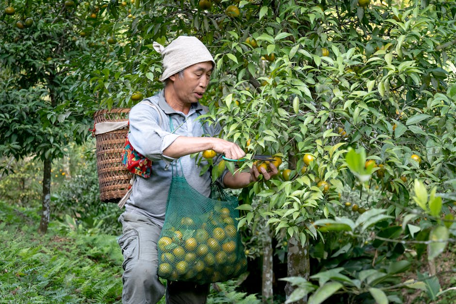 Az őszi gyümölcsmetszés és lemosó permetezés nyugodt ritmusa: tapasztalatokkal vezérelt lépések a fa egészségéért