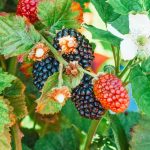 Hogyan csökkentsük hatékonyan a királydinnye tüskéinek kellemetlenségét a kertben?