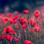 7 Piros Évelő Virág, Amely Nem Csak Színt Visz, De A Madarak Kedvence Is Lesz A Kertedben!