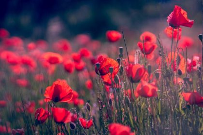 7 Piros Évelő Virág, Amely Nem Csak Színt Visz, De A Madarak Kedvence Is Lesz A Kertedben!