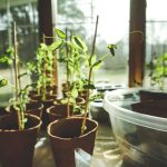 Paradicsomvédelem játékosan: így kerüld el a poloskatámadást a palántáidnál!