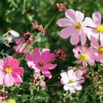 Ha a kertedbe rózsaszín évelőket keresel: 10 szívhez szóló, tartós virág, amit nem fogsz elfelejteni – lépésről lépésre, hogy te is profi legyél!