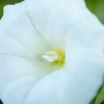 Trombitavirág gondozás: Hogyan kerüld el a túlöntözés csapdáját lépésről lépésre?