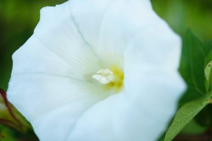 Trombitavirág gondozás: Hogyan kerüld el a túlöntözés csapdáját lépésről lépésre?