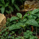 Bársonyos tüdőfű a kertben: miért bukik el sok ültetés, és hogyan őrizhetjük meg puha leveleit egész évben?